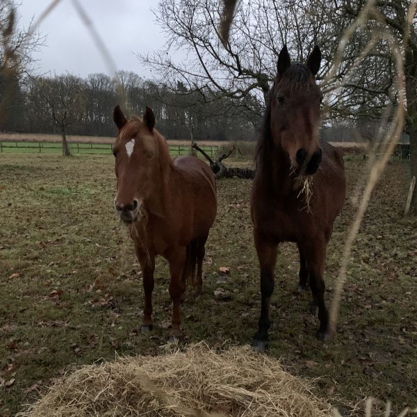 Yilla uit Wageningen zoekt een Paardenverzorger