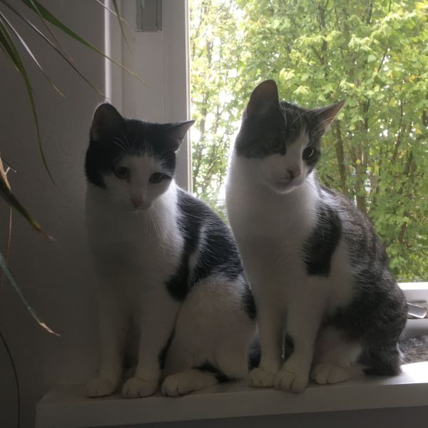 Tim en Sjors, Tim en Sjors uit Drempt zoekt een Kattenoppas