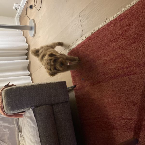 Noortje uit Horn zoekt een Hondenoppas