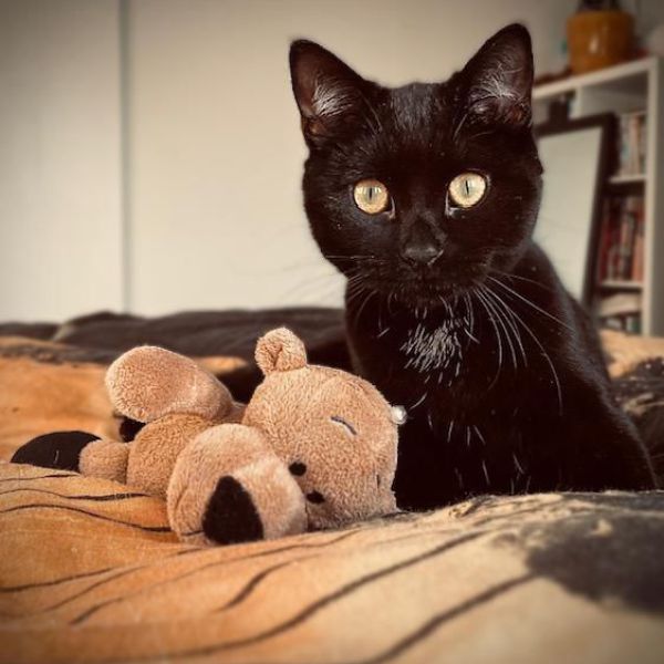 Guus uit Amersfoort zoekt een Kattenoppas