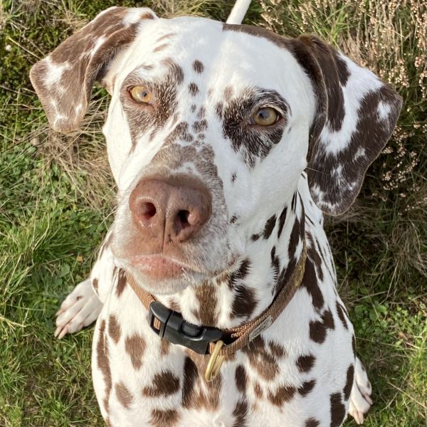 Cayou, Loulou uit Naarden zoekt een Hondenoppas