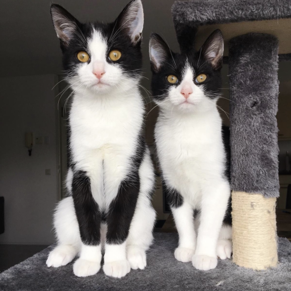 Erik en Evert uit Deventer zoekt een Kattenoppas