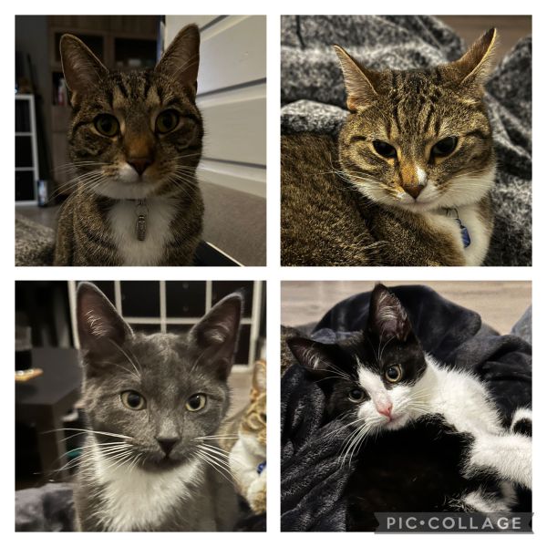 Huisdierenoppas Caitlyn uit Smilde