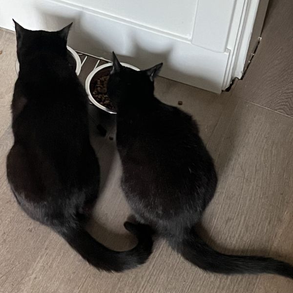 Yuki, Yuna uit Hilversum zoekt een Kattenoppas