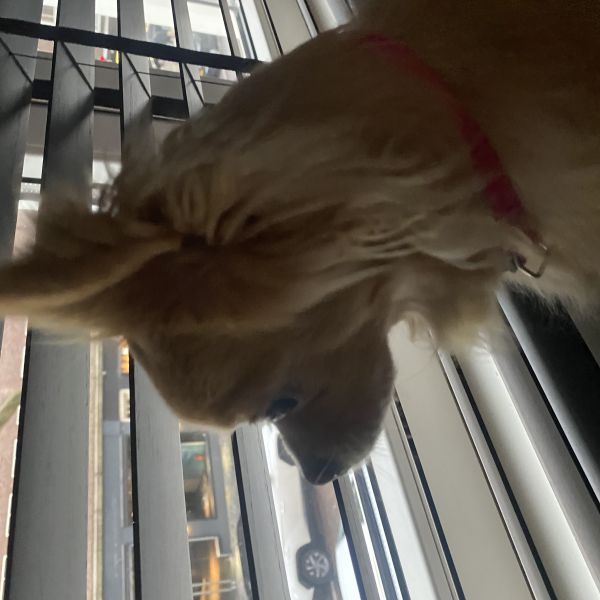 Chickie uit Rotterdam zoekt een Hondenoppas