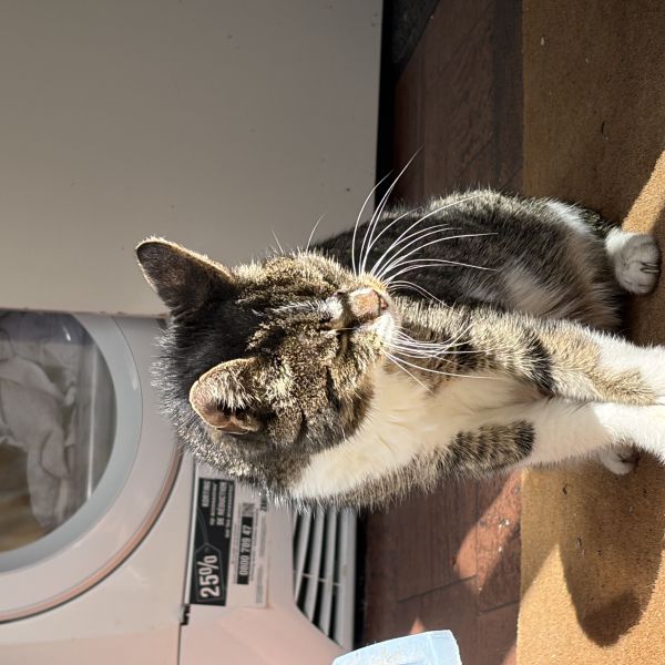 Luna uit Huizen zoekt een Kattenoppas