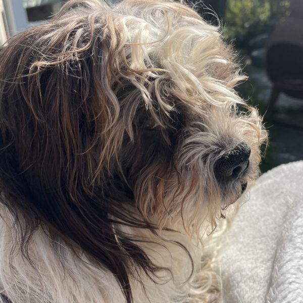 Bram, Thomas uit Amstelveen zoekt een Hondenoppas