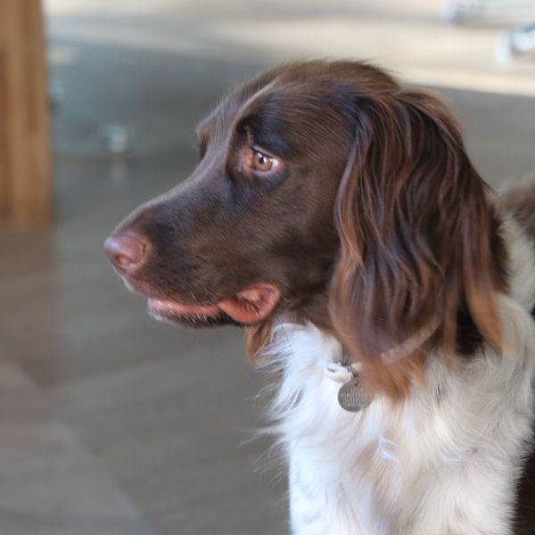 Jack, Bobby uit Bilthoven zoekt een Hondenoppas