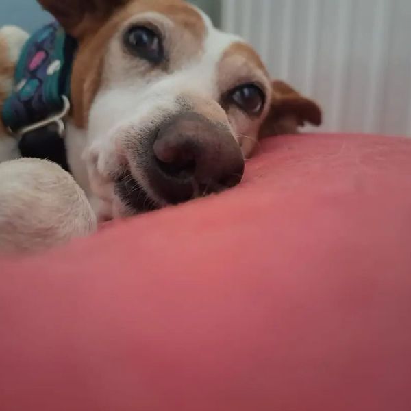 Huisdierenoppas Jennifer uit Swalmen