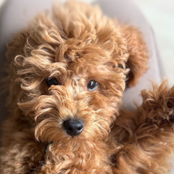 Coco uit Leiden zoekt een Hondenoppas