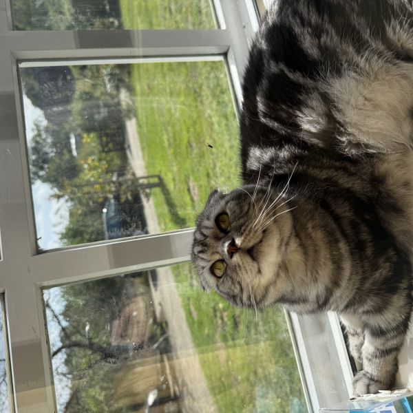 moya van der leest uit Hummelo zoekt een Kattenoppas