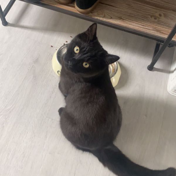 Kattenoppas Luna uit Waalwijk