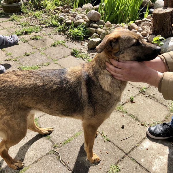 Enya uit Zevenaar zoekt een Hondenoppas