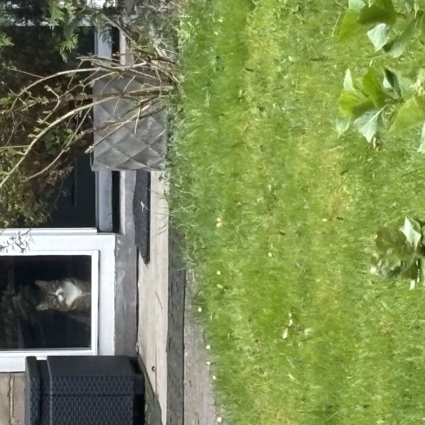 Poes Nova uit Heemstede zoekt een Kattenoppas