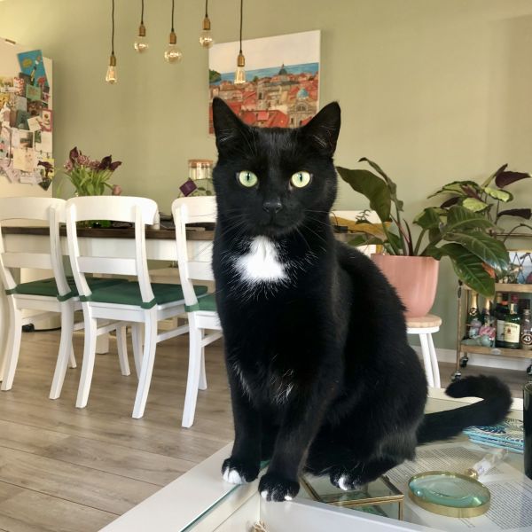 Kattenoppas Emanuela uit Kampen