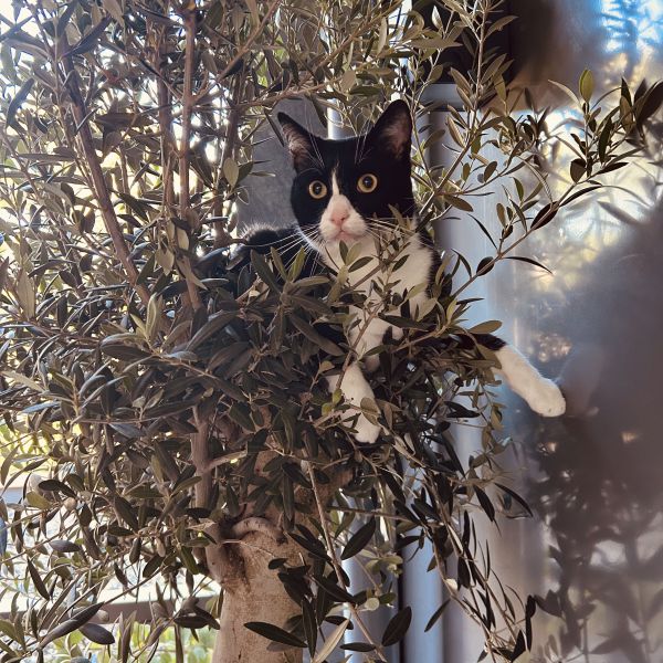 Fer uit Tilburg zoekt een Kattenoppas