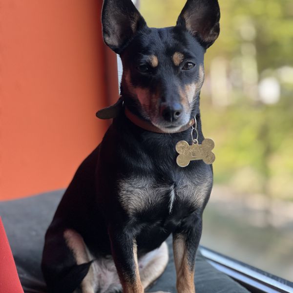 Luna uit Tilburg zoekt een Hondenoppas
