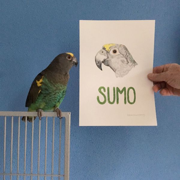 Sumo uit Berkel En Rodenrijs zoekt een Vogeloppas