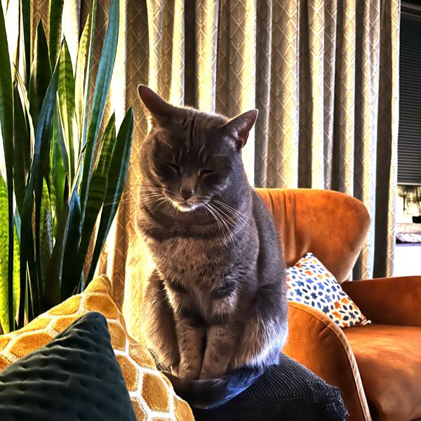 Pinot, Sauv uit Heemstede zoekt een Kattenoppas
