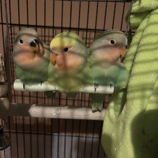 Askim uit Amsterdam zoekt een Vogeloppas