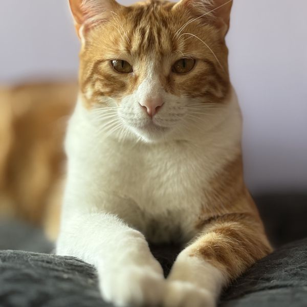 Huisdierenoppas Linda uit Brielle