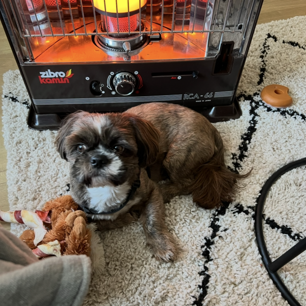 Cees, Sjonny uit Enkhuizen zoekt een Hondenoppas