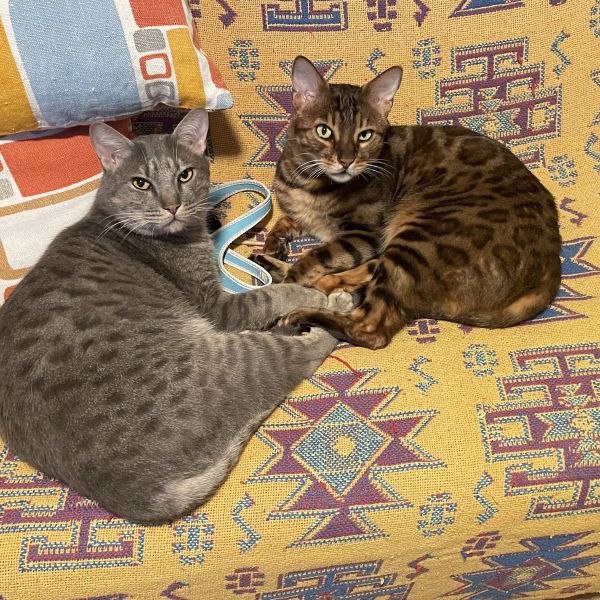 Doerak, Yuri uit Assen zoekt een Kattenoppas