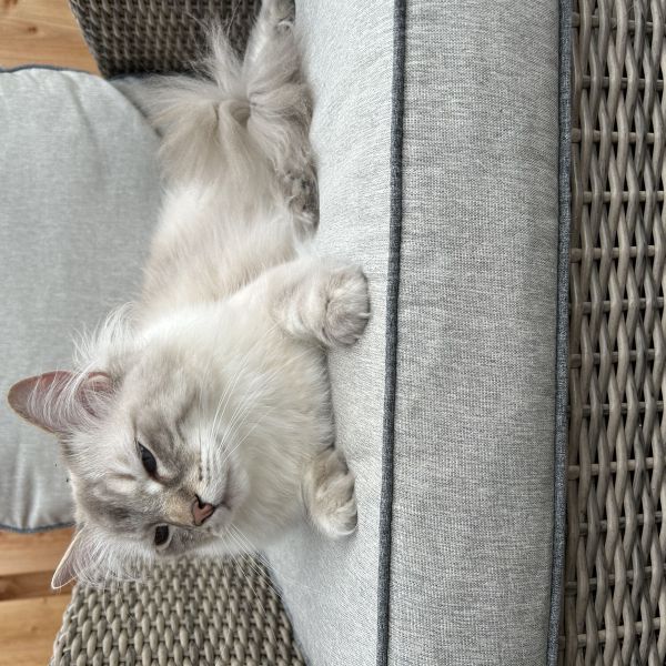 Rocky, Fay, Misty uit Kudelstaart zoekt een Kattenoppas