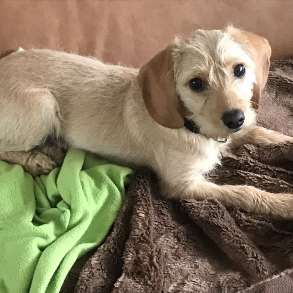 Hondenoppas Lesley uit Etten-Leur