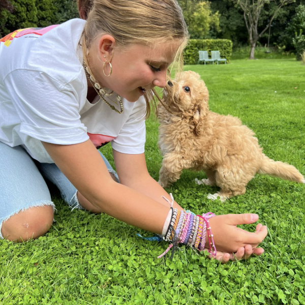 Huisdierenoppas Mare uit Vries