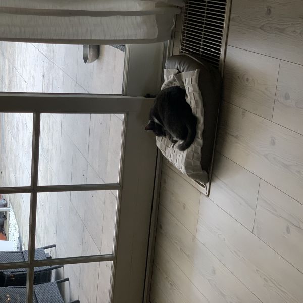 Macho, Muis uit Leusden zoekt een Kattenoppas