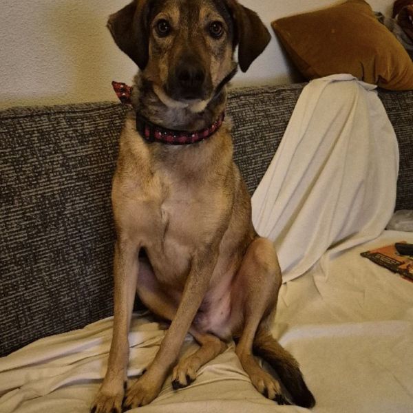 Rocky uit Benschop zoekt een Hondenoppas