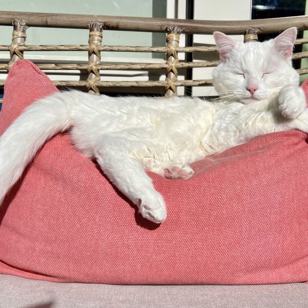 Casper uit The Hague zoekt een Kattenoppas