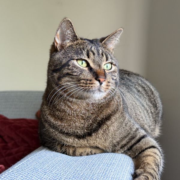 Billie uit Den Haag zoekt een Kattenoppas