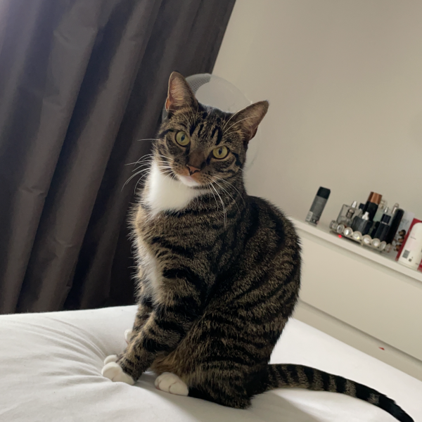 Bella uit Amsterdam zoekt een Kattenoppas