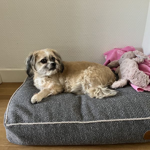 Belle, Beau uit Den Haag zoekt een Hondenoppas