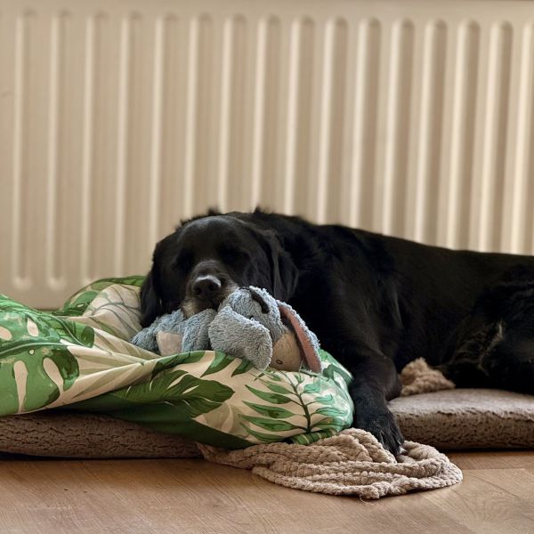 Goof uit Zevenaar zoekt een Hondenoppas