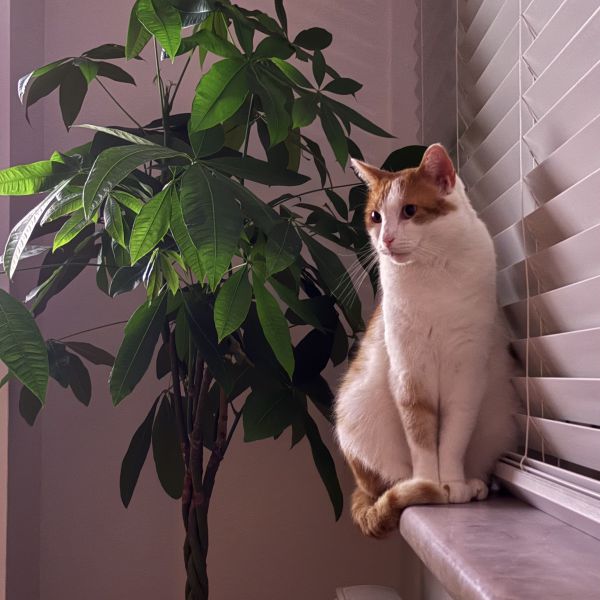 Garry, Elson uit Breda zoekt een Kattenoppas