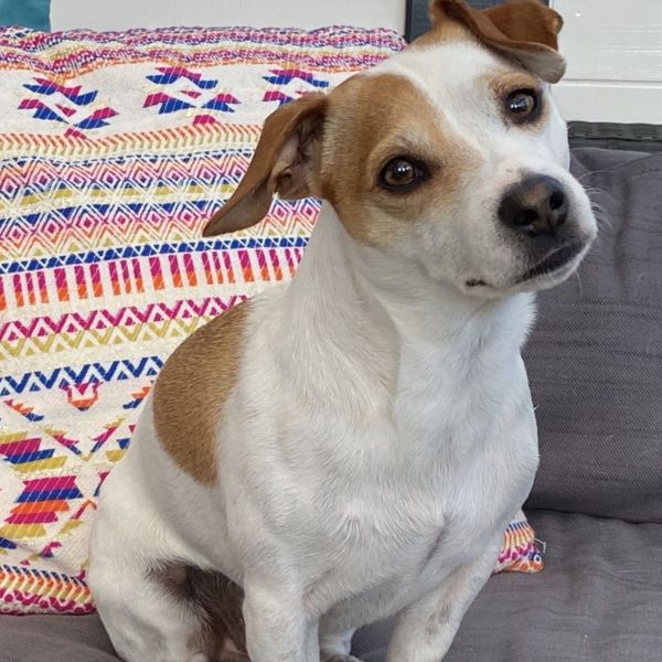 Bram uit Hilversum zoekt een Hondenoppas