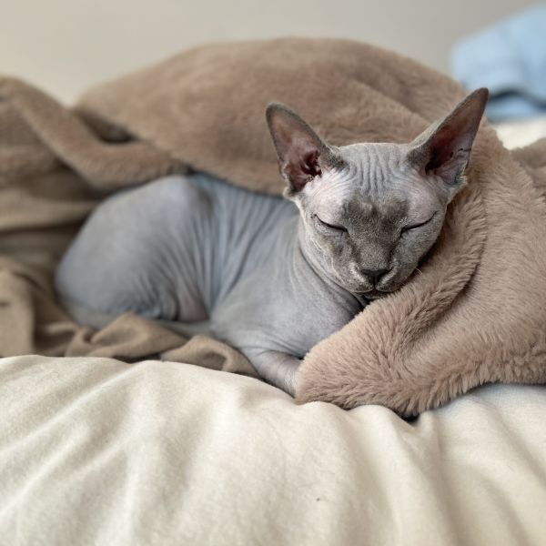 Kattenoppas Anne uit Houten