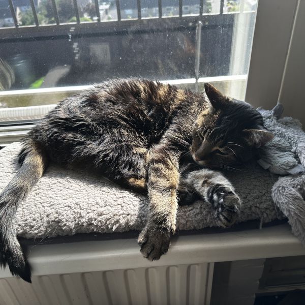 Ricky uit Kampen zoekt een Kattenoppas