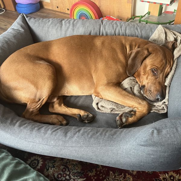 Bodhi uit Poppel zoekt een Hondenoppas