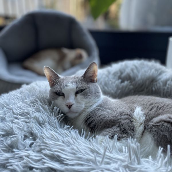 Sven, Olaf uit Maassluis zoekt een Kattenoppas