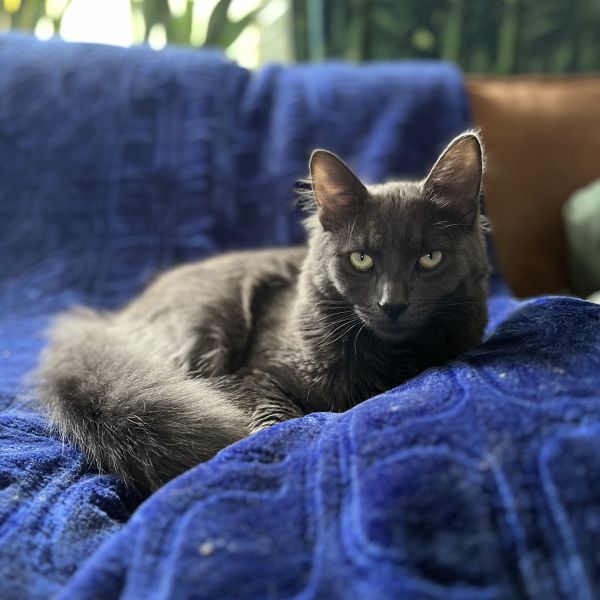 Frankie uit Eygelshoven zoekt een Kattenoppas