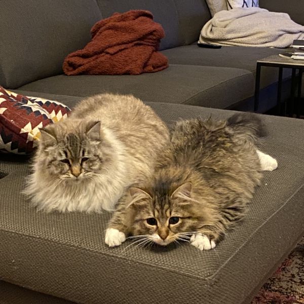 Nala, Simba uit The Hague zoekt een Kattenoppas