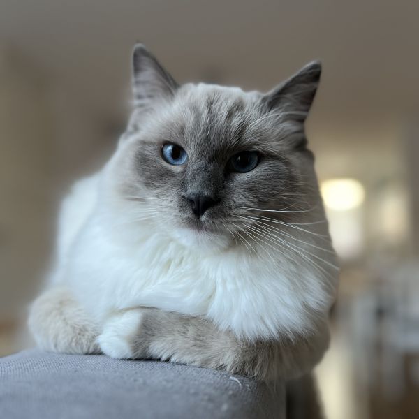 Edward, Lucius uit Odiliapeel zoekt een Kattenoppas