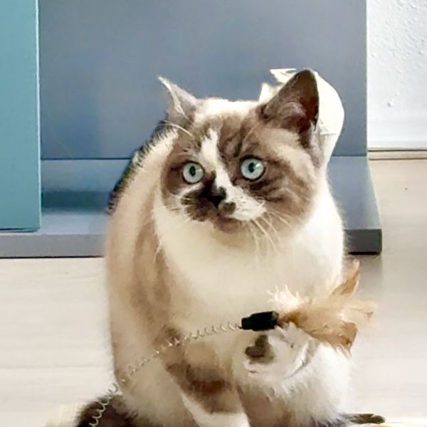 Luna uit Den Haag zoekt een Kattenoppas