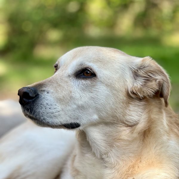 Liv uit Ijhorst zoekt een Hondenoppas