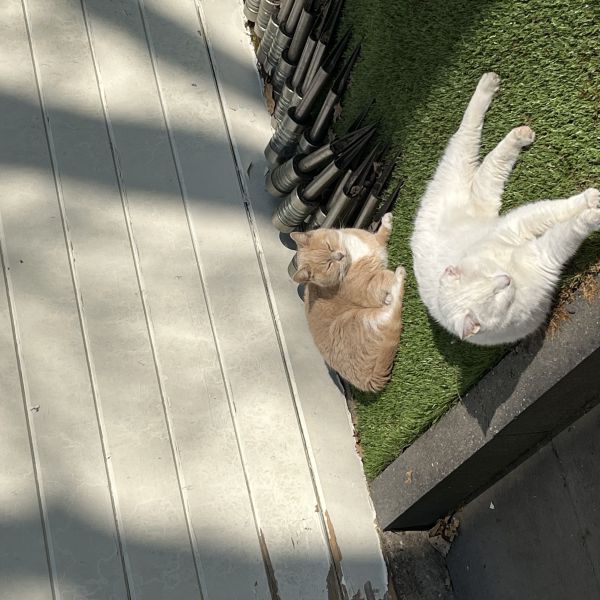 Lilly&Flo uit Baarle-Nassau zoekt een Kattenoppas