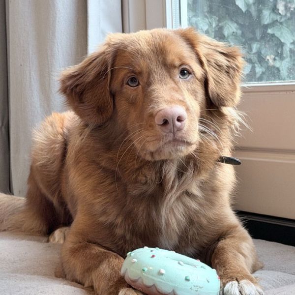 Billy uit Utrecht zoekt een Hondenoppas